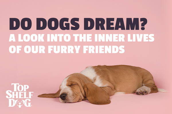 Do Dogs Dream? A Look Into The Inner Lives of Our Furry Friends