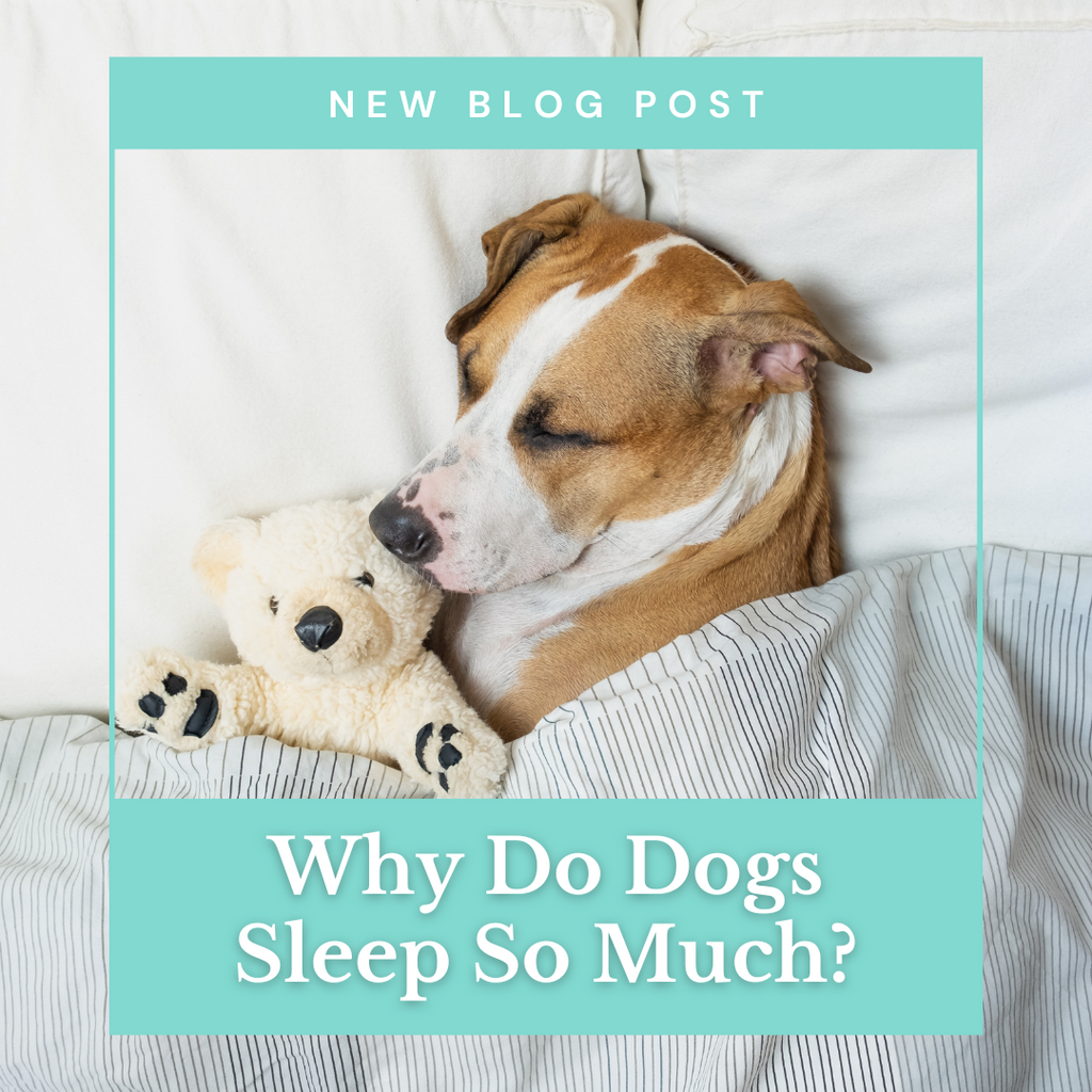 Why Do Dogs Sleep So Much? – Top Shelf Dog