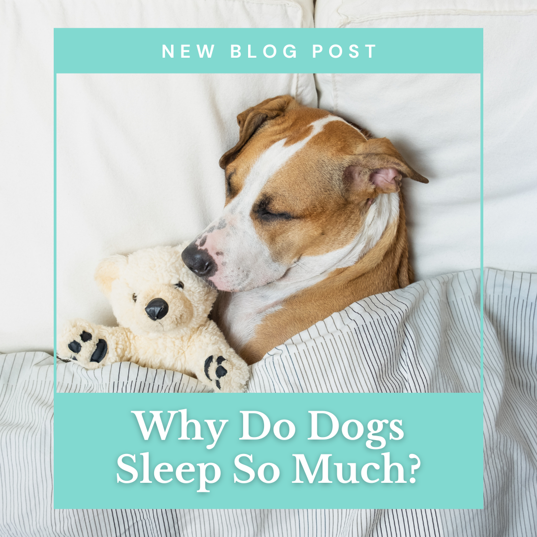 Why dogs sleep top next to you