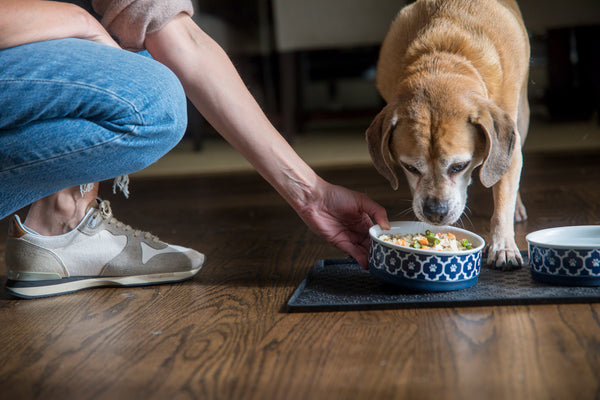The Health Benefits of Human-Grade Dog Food
