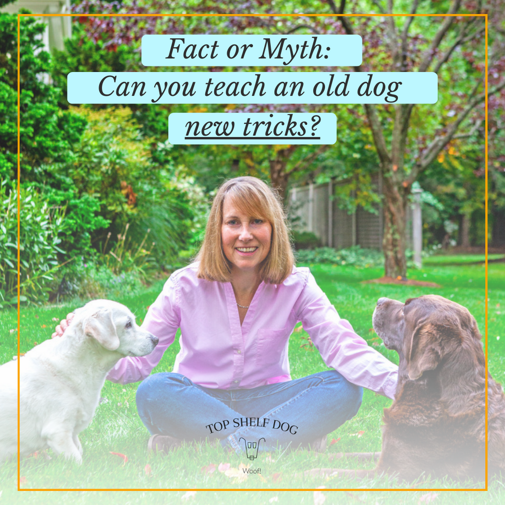 Can You Teach An Old Dog New Tricks Top Shelf Dog can-you-teach-an-old-dog-new-tricks-top-shelf-dog