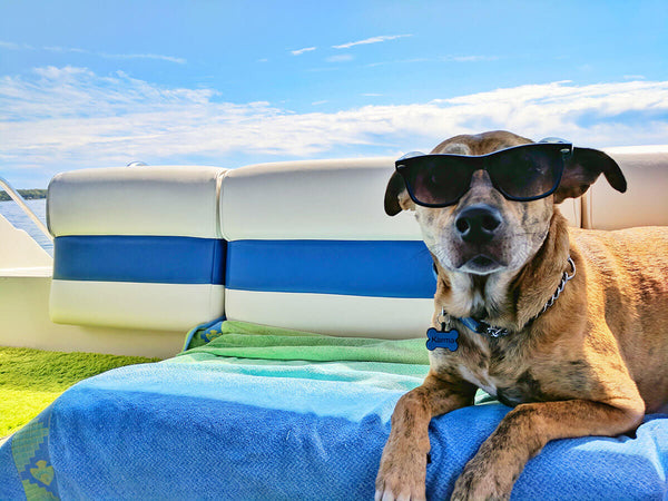 Travel is Back: Travel Tips for You and Your Dog