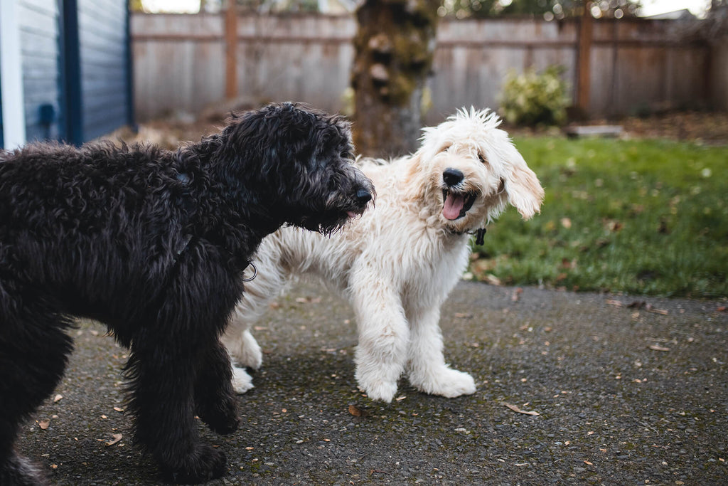 Easing the Anxiety: Top Five Tips for Calming Your Dog’s Separation An ...