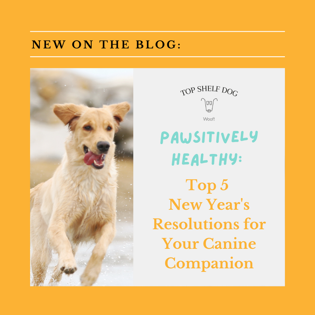 Pawsitively Healthy: Top 5 New Year's Resolutions for Your Canine Companion