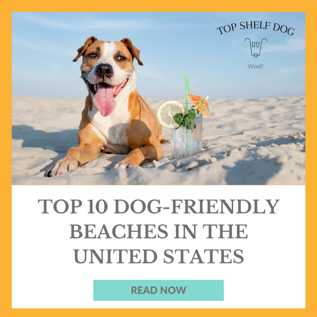 Top 10 Dog-Friendly Beaches in the United States